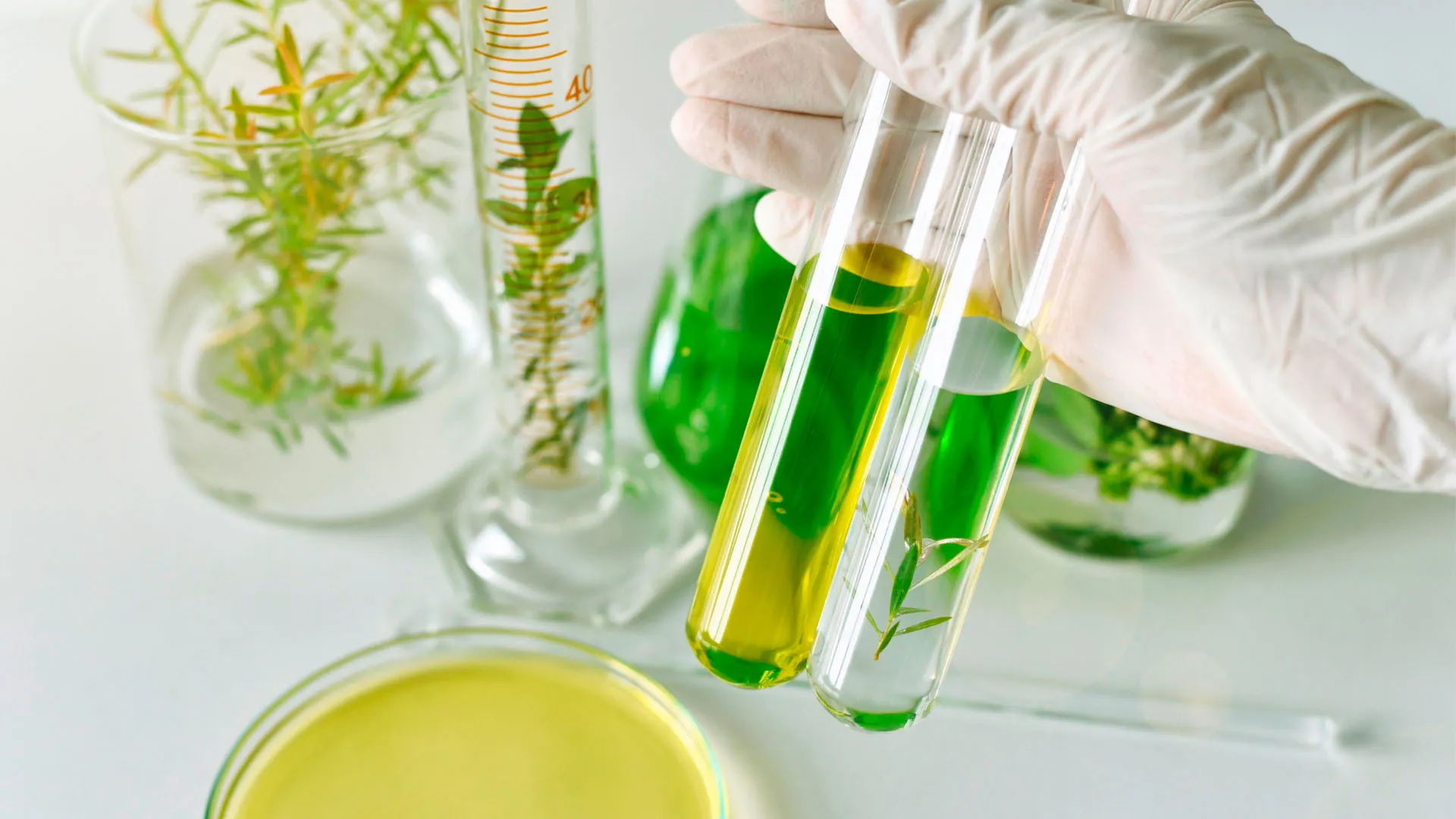 Head-Application-Extraktion Heilpflanzen.jpg